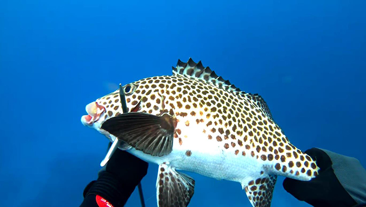Deep Sea Fishing Equipment: Master High-Performance Gear for Unmatched Ocean Adventure